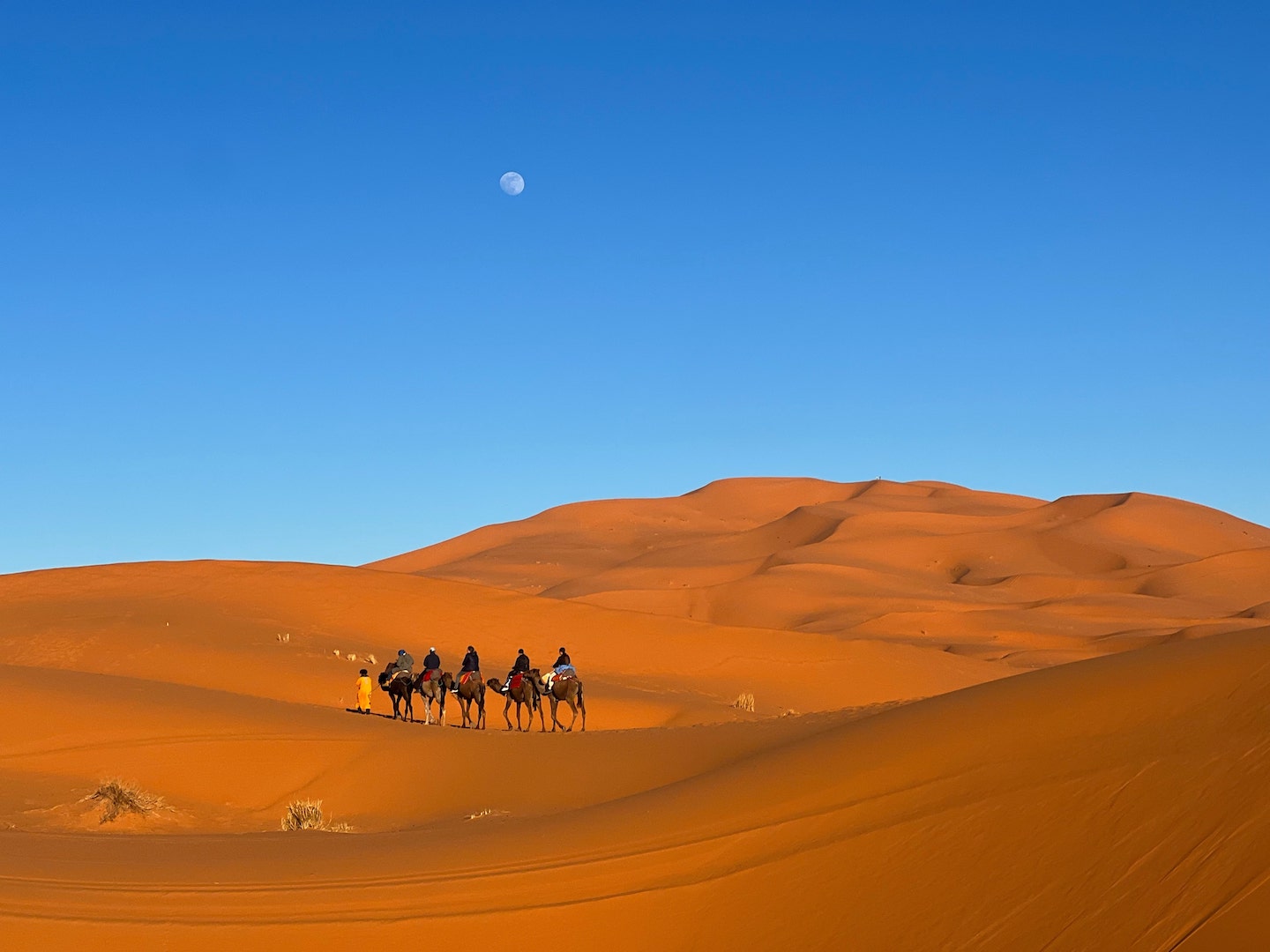 camels walking in the desert dunes with the blue sky in merzouga morocco