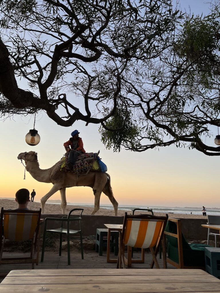 camel walking past a beach club in essaouira morocco
